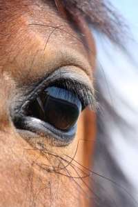 horse-eye